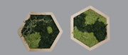 Mos wall hexagon dubbel