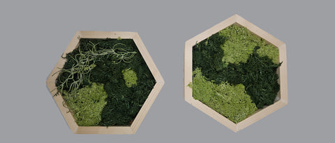Mos wall hexagon dubbel