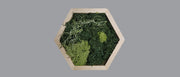 Mos wall hexagon